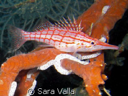 An hawkfish hiding by Sara Valla 